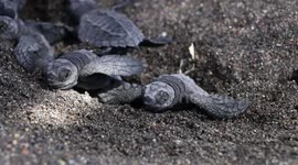 Baby turtles emerge from the sand after hatching under Guatemalan beach