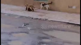 Animaux have intercourse