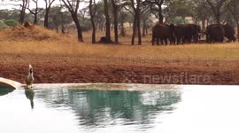 Elephant drinking from swimming pool chased away