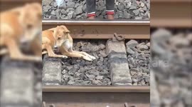 Dog makes a lucky escape after being run over by a speeding train in India