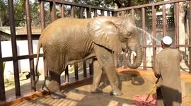 Elephant Bath in Karachi Zoo