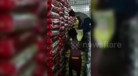 Real-life Atlas: Man lifts and transports 8 sacks weighing 400kg in one go