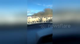 Flock of sheep block road in Lossiemouth, Scotland
