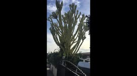 Cactus tree