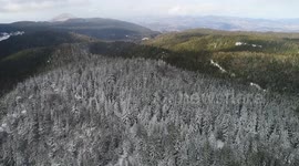 frozen trees on the mountain, dron shot in Janusry