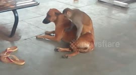 Amazing footage of Dog & Monkey friendship in India.