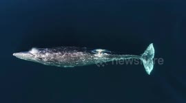 Drone films celebrity whale 'Scarback' swimming off Southern California