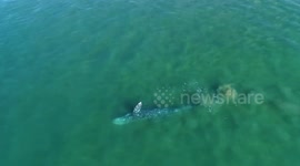 Gray whale filmed playing in shallows near California beach