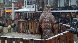 Camels enjoying the snow with other animals in Netherlands town