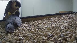 Falco Peregrinus in Love