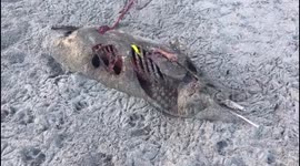 Dolphin washes up dead on UK beach after 'swallowing' plastic