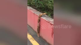 Loyal ferret refuses to leave injured friend behind