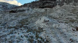 Winter wonderland: drone films herd of red deer in Scottish Highlands
