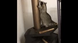 Raccoon doing his exercise