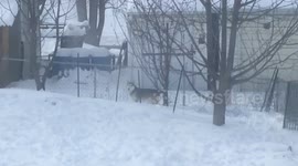 Husky sneaks out of Iowa home to go play out in the polar vortex