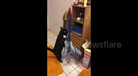 Cheeky cat removes towels from shelves so it can take a seat