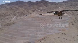 Drone survey interrupted by photobombing bird of prey