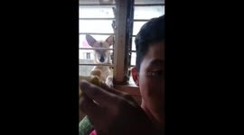 dog slapping human’s head