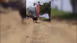 Wild Bison enters college campus, sends students into tizzy in South India