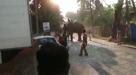 Two temple tuskers wreak havoc as they fight each other in the middle of a street
