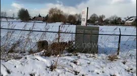 Are they telling me they love the snow?!