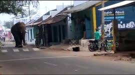  Dramatic moment just shifted rogue elephant returns to Indian village