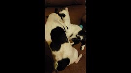 Buddy raised his kittens Dottie &Spottie