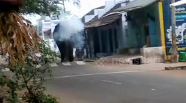 Rogue elephant returns to search for family after being relocated