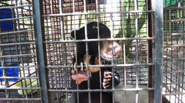 Sun bear cub caught in snare rescued by conservation workers in Indonesia