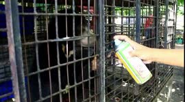 A CHILDREN OF HONEY BEARS, WHICH HAVE ONE OF THESE YEARS BEFORE FOUND IN THE COMMUNITY PLANTS NOW CHILDREN OF HONEY BEAR SUCH AS IN SUPERVISION OF BBKSDA RIAU DONE OBSERVATION