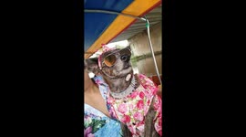 Super-cool doggy gets dressed up for boat ride