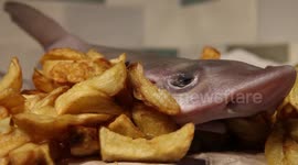 FILE: Endangered sharks being sold in UK chip shops