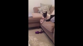 Bull terrier toddler tantrum