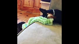 It’s my toy not yours #dogs #devon