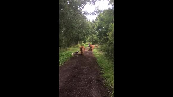 Morning jog on the farm with the highland cattle and dogs