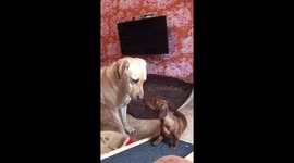 Labrador v’s mini daxie-it’s MY bed!