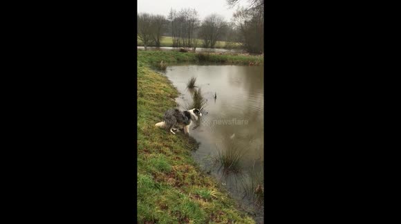 Obedient diving obsessed collie waiting for the command to go!!