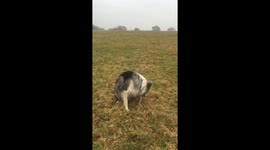 Jaspers adventures on the farm...our mad blue Merle Collie playing fetch