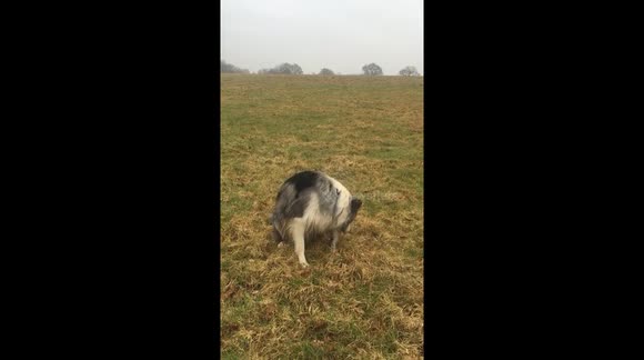 Jaspers adventures on the farm...our mad blue Merle Collie playing fetch