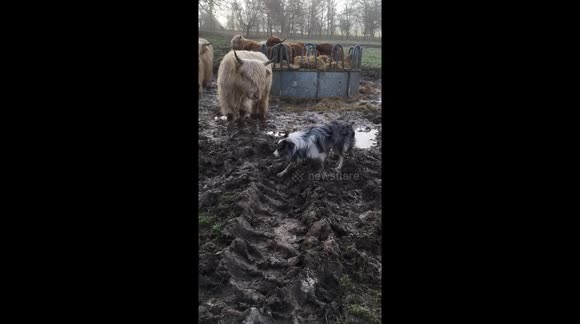 Jasper’s the mad Collies latest adventures with the Cows on the farm