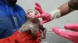 Monkey burned after rickshaw accident is treated with ointment for its injuries