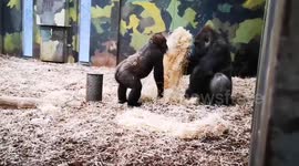 Adorable moment mischievous baby gorilla attempts to annoy his older brother