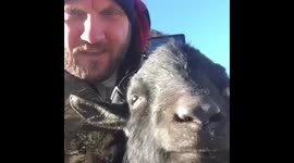 Man at animal sanctuary tries 'Goat-Pro' filming but goat filmer runs away