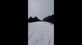 Slow motion dogs running in snow