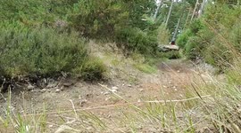 Dog chasing mountain biker