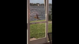 Kiteboarding for coconuts