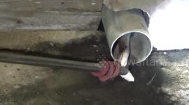 Snake caught in family's drain pipe