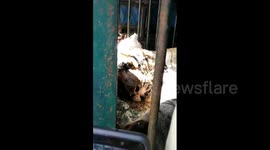 Indian authorities use elephants to catch man-eating tiger