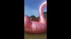 Sausage dog on a pink flamingo