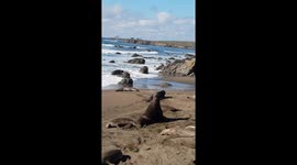 Elephant Seal males battle for breeding rights